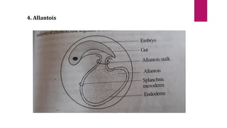 Fetal membranes in chick | PDF