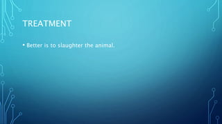 TREATMENT
• Better is to slaughter the animal.
 