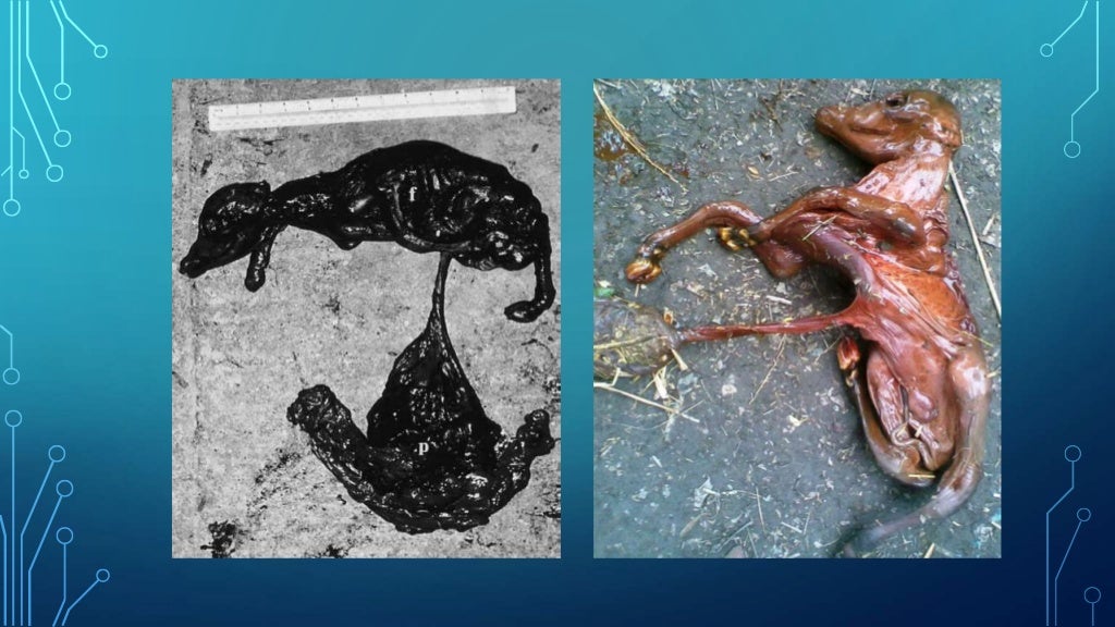 Fetal mummification and Maceration