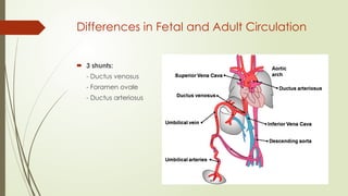 FETAL PHYSIOLOGY AND PHYSIOLOGICAL TRANSITION AT BIRTH.pptx
