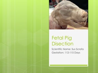 Fetal Pig
Disection
Scientific Name: Sus Scrofa
Gestation: 112-115 Days
 