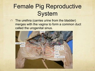 Fetal Pig Dissection | PPT