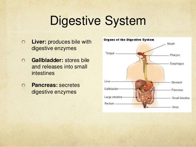 Pig respiratory system diagram