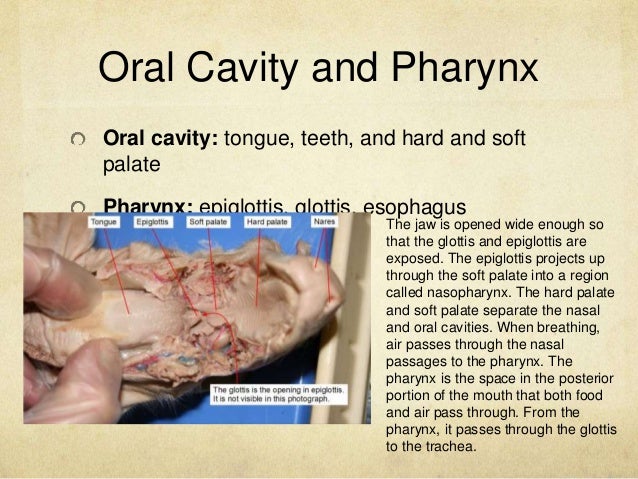 Fetal Pig Dissection
