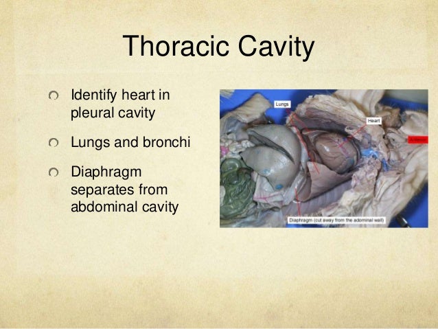 Fetal Pig Dissection