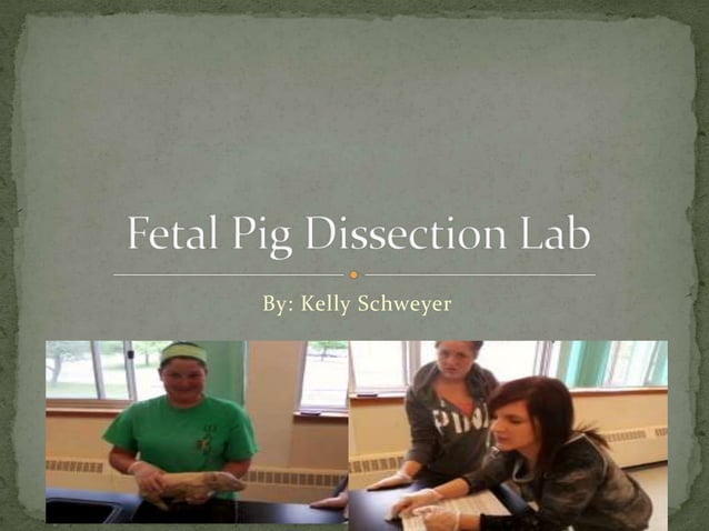 Fetal Pig Dissection Lab | PPTX | Pregnancy | Reproductive Health