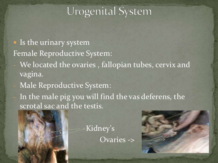 fetal pig dissection lab pig reproductive system