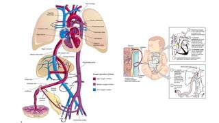 Umbilical Artery
 