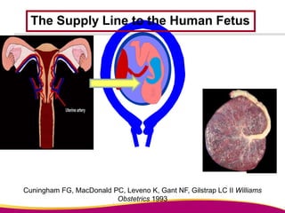 Cuningham FG, MacDonald PC, Leveno K, Gant NF, Gilstrap LC II Williams
Obstetrics 1993
The Supply Line to the Human Fetus
 