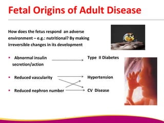 Fetal Origins of Adult Disease
How does the fetus respond an adverse
environment – e.g.: nutritional? By making
irreversible changes in its development
 Abnormal insulin
secretion/action
 Reduced vascularity
 Reduced nephron number
Type II Diabetes
Hypertension
CV Disease
 