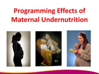 Programming Effects of
Maternal Undernutrition
 
