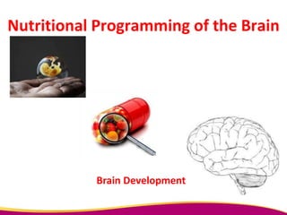 Nutritional Programming of the Brain
Brain Development
 