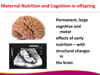 Maternal Nutrition and Cognition in offspring
Permanent, large
cognitive and
motor
effects of early
nutrition – with
structural changes
in
the brain
 