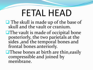 Definition & Meaning of Cranium