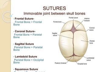 Fetal skull.pptx