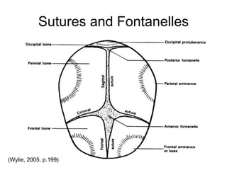 Sutures and Fontanelles
(Wylie, 2005, p.199)
 