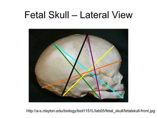 Fetal Skull – Lateral View
http://a-s.clayton.edu/biology/biol1151L/lab05/fetal_skull/fetalskull-front.jpg
 