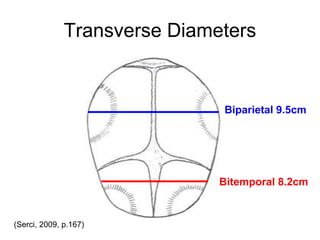 Transverse Diameters
Biparietal 9.5cm
Bitemporal 8.2cm
(Serci, 2009, p.167)
 