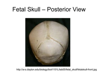 Fetal Skull – Posterior View
http://a-s.clayton.edu/biology/biol1151L/lab05/fetal_skull/fetalskull-front.jpg
 