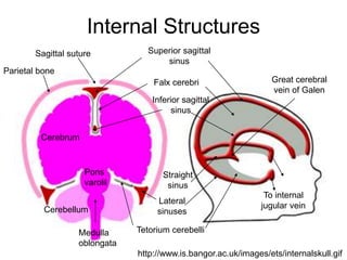 Internal Structures
http://www.is.bangor.ac.uk/images/ets/internalskull.gif
Falx cerebri
Superior sagittal
sinus
Inferior sagittal
sinus
To internal
jugular vein
Tetorium cerebelli
Straight
sinus
Lateral
sinuses
Cerebrum
Parietal bone
Sagittal suture
Pons
varolii
Cerebellum
Medulla
oblongata
Great cerebral
vein of Galen
 