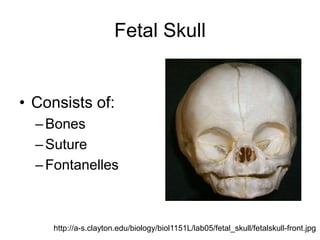 Fetal Skull
• Consists of:
–Bones
–Suture
–Fontanelles
http://a-s.clayton.edu/biology/biol1151L/lab05/fetal_skull/fetalskull-front.jpg
 