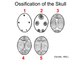 Ossification of the Skull
1 32
54 (Verralls, 1993,)
 