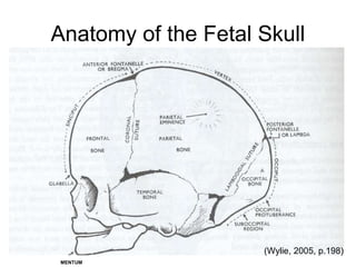 Anatomy of the Fetal Skull
(Wylie, 2005, p.198)
MENTUM
 