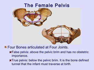 The Female Pelvis
Four Bones articulated at Four Joints.
False pelvis: above the pelvic brim and has no obstetric
importance.
True pelvis: below the pelvic brim. It is the bone defined
tunnel that the infant must traverse at birth.
 
