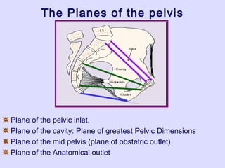 The Planes of the pelvis
Plane of the pelvic inlet.
Plane of the cavity: Plane of greatest Pelvic Dimensions
Plane of the mid pelvis (plane of obstetric outlet)
Plane of the Anatomical outlet
 