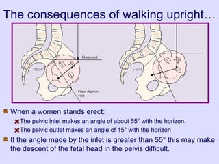The consequences of walking upright…
When a women stands erect:
The pelvic inlet makes an angle of about 55° with the horizon.
The pelvic outlet makes an angle of 15° with the horizon
If the angle made by the inlet is greater than 55° this may make
the descent of the fetal head in the pelvis difficult.
 