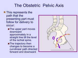 The Obstetric Pelvic Axis
This represents the
path that the
presenting part must
follow for delivery to
occur:
The upper part moves
downward
approximately in a
straight line till the level
of the ischial spine.
The trajectory then
changes to become a
curvilinear path directed
forward and downward
 