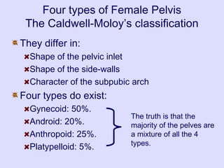Four types of Female Pelvis
The Caldwell-Moloy’s classification
They differ in:
Shape of the pelvic inlet
Shape of the side-walls
Character of the subpubic arch
Four types do exist:
Gynecoid: 50%.
Android: 20%.
Anthropoid: 25%.
Platypelloid: 5%.
The truth is that the
majority of the pelves are
a mixture of all the 4
types.
 