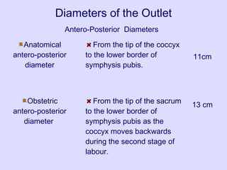 Diameters of the Outlet
Antero-Posterior Diameters
Anatomical
antero-posterior
diameter
Obstetric
antero-posterior
diameter
From the tip of the coccyx
to the lower border of
symphysis pubis.
From the tip of the sacrum
to the lower border of
symphysis pubis as the
coccyx moves backwards
during the second stage of
labour.
11cm
13 cm
 