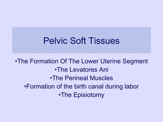 Pelvic Soft Tissues
•The Formation Of The Lower Uterine Segment
•The Levatores Ani
•The Perineal Muscles
•Formation of the birth canal during labor
•The Episiotomy
 