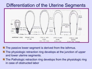 Differentiation of the Uterine Segments
The passive lower segment is derived from the isthmus.
The physiologic retraction ring develops at the junction of upper
and lower uterine segments.
The Pathologic retraction ring develops from the physiologic ring
in case of obstructed labor
 