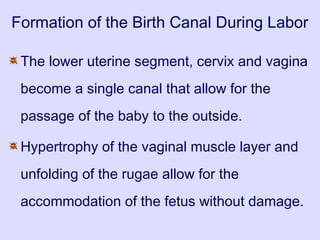 Formation of the Birth Canal During Labor
The lower uterine segment, cervix and vagina
become a single canal that allow for the
passage of the baby to the outside.
Hypertrophy of the vaginal muscle layer and
unfolding of the rugae allow for the
accommodation of the fetus without damage.
 