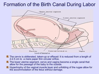 Level of Internal os
The cervix is obliterated, taken-up or effaced: It is reduced from a length of
2-2.5 cm to a mere paper thin circular orifice.
The lower uterine segment, cervix and vagina become a single canal that
allow for the passage of the baby to the outside.
Hypertrophy of the vaginal muscle layer and unfolding of the rugae allow for
the accommodation of the fetus without damage.
Formation of the Birth Canal During Labor
 