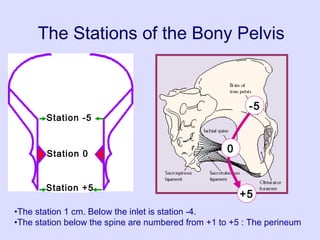 The Stations of the Bony Pelvis
Station 0
Station -5
Station +5
-5
0
+5
•The station 1 cm. Below the inlet is station -4.
•The station below the spine are numbered from +1 to +5 : The perineum
 