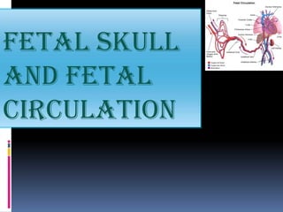 FETAL SKULL
AND FETAL
CIRCULATION
 