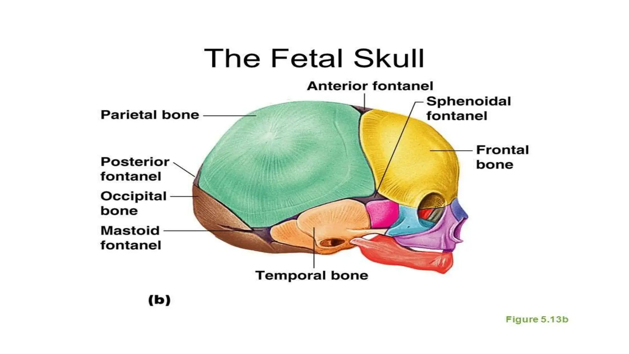 fetal skull and maternal pelvis diameters.pdf