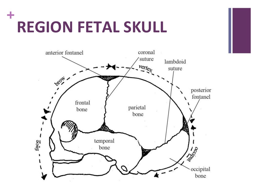 Fetal skull