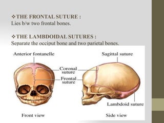 THE FRONTAL SUTURE :
Lies b/w two frontal bones.
THE LAMBDOIDAL SUTURES :
Separate the occiput bone and two parietal bones.
 