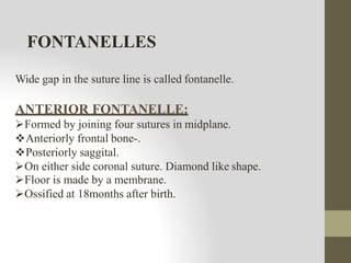 Wide gap in the suture line is called fontanelle.
ANTERIOR FONTANELLE:
Formed by joining four sutures in midplane.
Anteriorly frontal bone-.
Posteriorly saggital.
On either side coronal suture. Diamond like shape.
Floor is made by a membrane.
Ossified at 18months after birth.
FONTANELLES
 