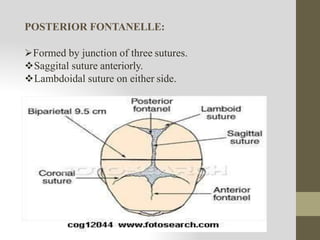 POSTERIOR FONTANELLE:
Formed by junction of three sutures.
Saggital suture anteriorly.
Lambdoidal suture on either side.
 