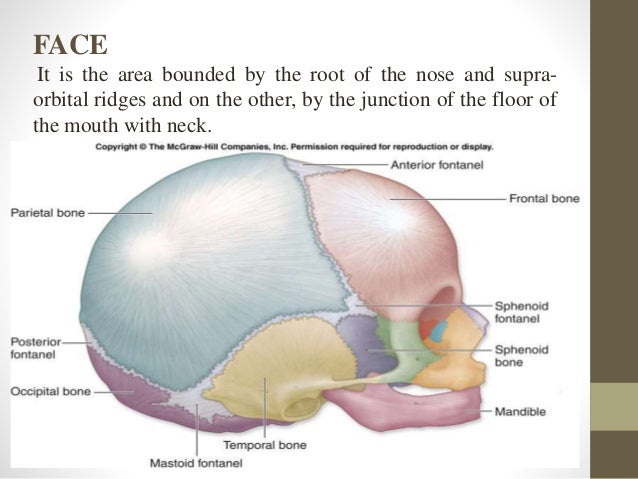 Fetal skull ppt