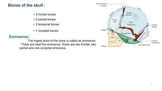 Bones of the skull :
3
• 2 frontal bones
• 2 parital bones
• 2 temporal bones
• 1 occipital bones
Eminence:
The higest point of the bone is called as eminence.
There are total five eminence. those are two frontal ,two
parital and one occipital eminence.
 