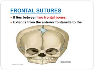 FRONTAL SUTURES
 It lies between two frontal bones.
 Extends from the anterior fontanelle to the
glabella.
 