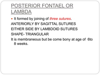 POSTERIOR FONTAEL OR
LAMBDA
 It formed by joining of three sutures.
ANTERIORLY BY SAGITTAL SUTURES
EITHER SIDE BY LAMBDOID SUTURES
SHAPE- TRIANGULAR
It is membraneous but be come bony at age of 6to
8 weeks.
 