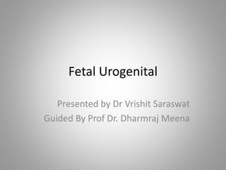 Fetal Urogenital
Presented by Dr Vrishit Saraswat
Guided By Prof Dr. Dharmraj Meena
 