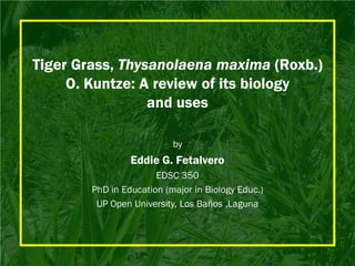 Tiger Grass, Thysanolaena maxima (Roxb.)
     O. Kuntze: A review of its biology
                 and uses

                           by
                 Eddie G. Fetalvero
                       EDSC 350
        PhD in Education (major in Biology Educ.)
         UP Open University, Los Baños ,Laguna
 